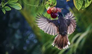 勇气大爆发儿歌 勇气大爆发儿歌