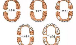 儿童换牙顺序图20颗