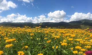 塞罕坝国家森林公园