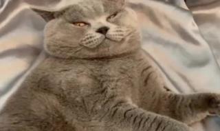 咬人猫真名 咬人猫真名