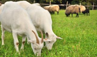 养羊的利润 养羊的利润