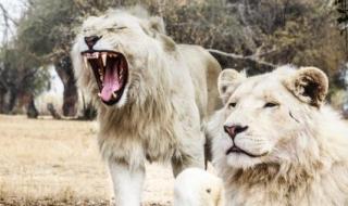 世界上牙齿最多的动物 世界上牙齿最多的动物