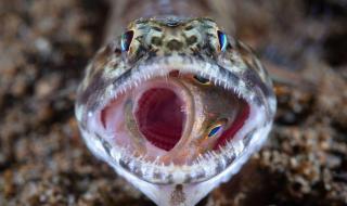 石斑鱼用什么呼吸