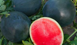 无籽西瓜价格 无籽西瓜价格