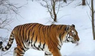 最大的老虎 最大的老虎